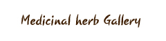 Medicinal herb Gallery