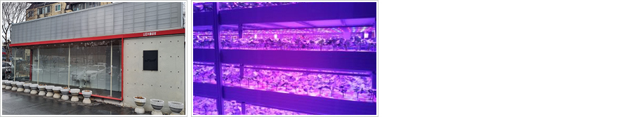 led 식물공장