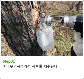 Step01 소나무고사목에서 시료를 채취한다.